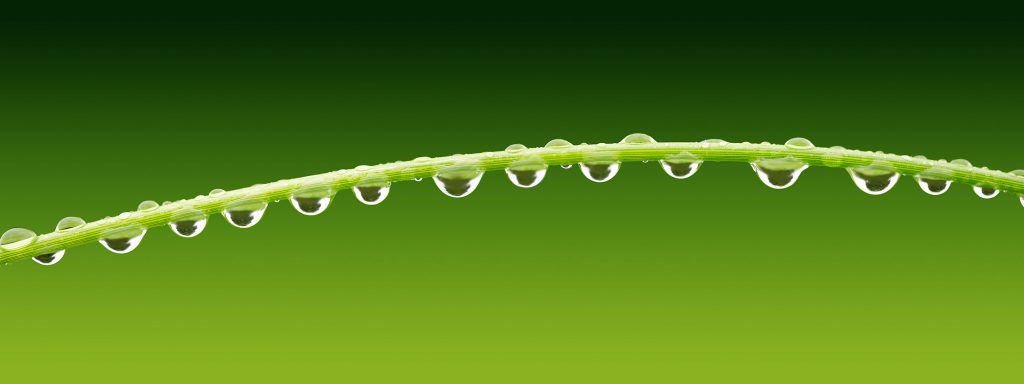 Wassertropfen auf Grashalm